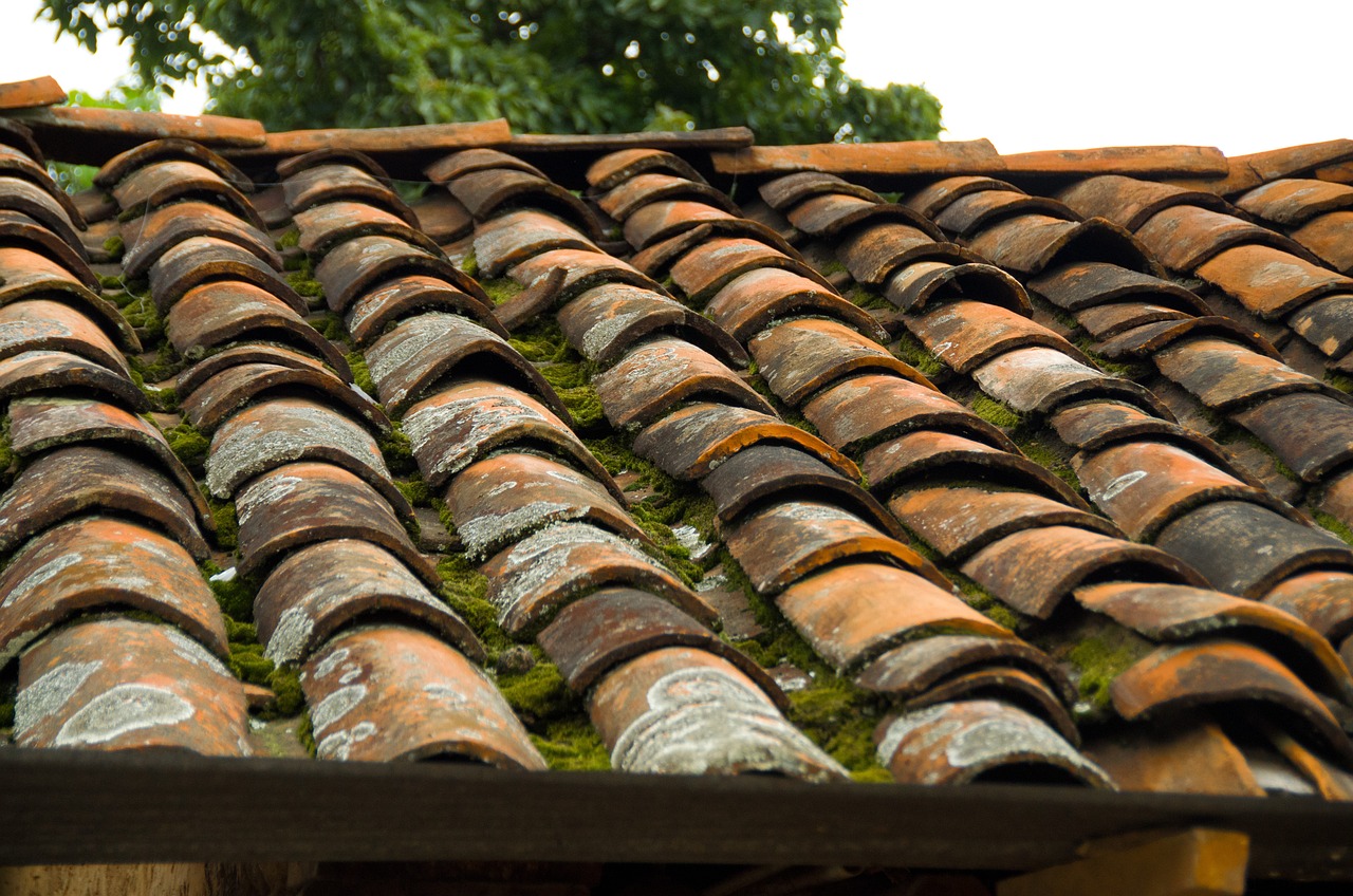 Rewilding Rooftops - Urban Green Spaces as Mini Conservation Sites